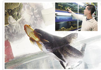 صدق او لا تصدق ... سمكة زينة بعمان سعرها 100 الف دولار!