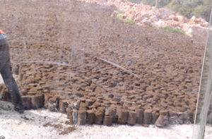 مخلفات معاصر الزيتون مواد خطرة على البيئة في عجلون