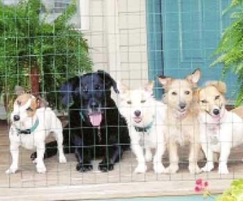 محافظة العاصمة تلغي عرض أزياء جمال الكلاب المقرر إقامته الجمعة