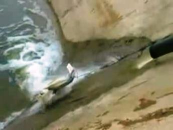 إيقاف ضخ مياه محطة نبع التنور للاشتباه في اختلاطها بمخلفات معاصر الزيتون