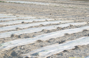 مناطق وادي الأردن تعيش تحدي المخلفات البلاستيكية والسماد غير المعالج