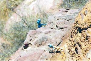 "الطفيلة" ثالث المحافظات فقرا وبها 900 ألف طن نحاس وعرق ذهب طوله 700 متر