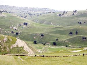 حل قضية عمال المياومة قريبا..المصري: فتح ملف التحقيق في تهريب الصوص