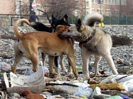 كلب يعقر 5 مواطنين وطفلين في الرصيفة