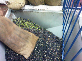 مخالفات بحق معاصر زيتون تسببت بتلوث البيئة ومصادر المياه في عجلون