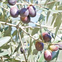 «الزراعة» تدرس إيقاف تصدير حب الزيتون إلى «إسرائيل» بعد منتصف تشرين الأول