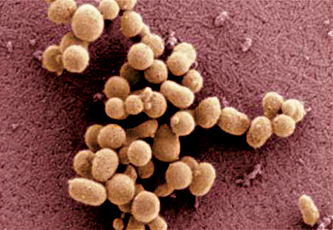 العلماء ينتجون أول (خلية اصطناعية) وسط (تنبه لعواقبها)