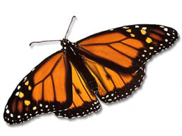 اتهام معلمه بهتك عرض طفلة رسمت "فراشة "على منطقة حساسة بجسدها