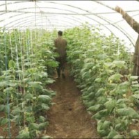 دول الخليج ترفض ادخال 40 شاحنة أردنية محملة بالخضار