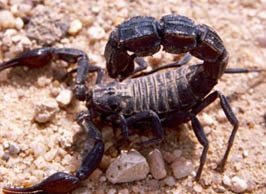 عقارب بمدرسة الإسراء في وادي موسى!!