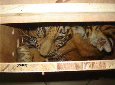 إحباط تهريب نمرين بنغاليين من نوعية نادرة إلى الأردن