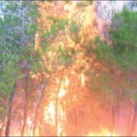 من سيدفع التعويضات؟...إسرائيل تحرق مزارع الأغوار الشمالية لدواعي أمنية