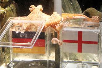 "أخطبوط "يتنبأ بفوز المانيا على انكلترا في مونديال 2010