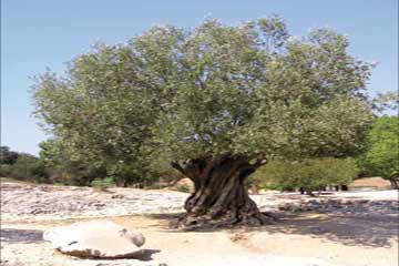 الأردن يتنازل لمصر عن إحتضان المجمع الوراثي الدولي للزيتون لأسباب مالية