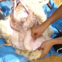 50 في المئة من ذبح المواشي والخراف داخل عمان يتم خارج المسلخ