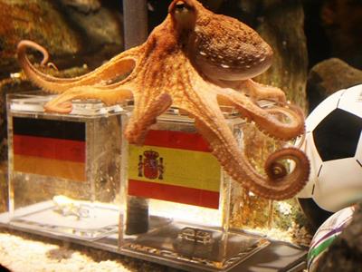 بالفيديو..الأخطبوط العراف يحافظ على سجله المثالي والألمان يطالبون بشويه