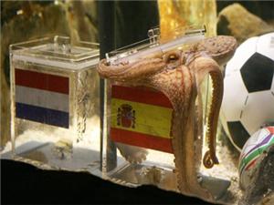 الاخطبوط باول يتنبأ بفوز الاسبان