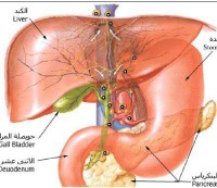 تحذيرات من ارتفاع نسبة الإصابة بالتهاب الكبد «C» خلال الأعوام القادمة