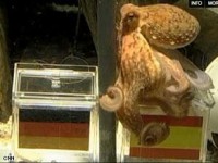 أخطبوط المونديال يتنبأ برئيس وزراء العراق