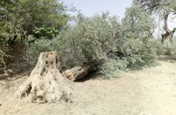 مواطنون يحتجون على اجراءات مفوضية البتراء باستملاك اراضيهم