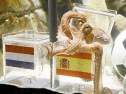 إحالة الاخطبوط "بول" للتقاعد وتهديدات بقتله أو خطفه