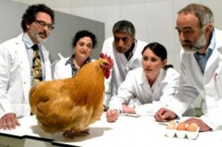 علماء بريطانيا يفكّون اللغز: الدجاجة جاءت قبل البيضة