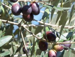 السماح بتصدير ثمار الزيتون اغتيال لهوية الزيت الأردني