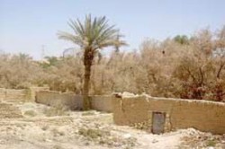 الواحة الأقدم في الأردن .. تشكو الإهمال والعطش