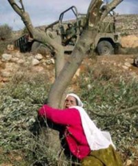 حملة أردنية لزراعة مليون شجرة في فلسطين