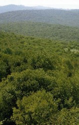 نفي السماح ببيع الأراضي الحرجية في المشروع المعدل لقانون الزراعة