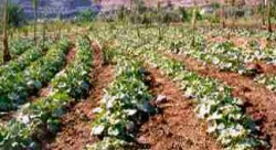 الغاء عقود شركات زراعية في الجنوب بعد فشلها في تأدية دورها