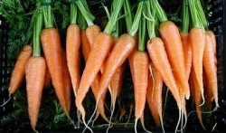 احصائية رسمية: 25 طن جزر تم استيرادها من اسرائيل الشهر الماضي