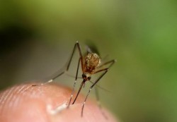 "حمى النيل الغربي" القاتل يجتاح إسرائيل وإستعدادات بالمملكة لمواجهته