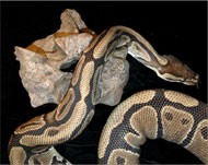 37 نوع من الأفعى منتشرة في الأردن 7 منها سامة