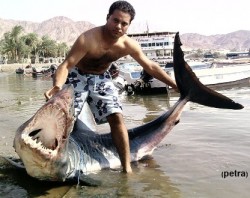 العقبة: مواطن يصطاد قرش مفترس قرب الميناء العائم