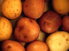 "الزراعة" ترفض إدخال 150 طن من البطاطا السورية