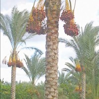 «الزراعة» ترفض السماح بتصدير سعف النخيل إلى «إسرائيل»