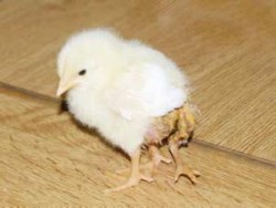 صوص بثلاث ارجل في اربد