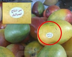 "129" طنا من المانجا الإسرائيلية تغرق السوق الأردنية