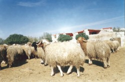 احتجاجاً على رفع اسعار الاعلاف.. مربو الماشية يهددون بمقاطعة الانتخابات