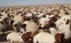 رغم الاحتجاجات ..الصناعة والتجارة : لا عودة عن قرار رفع أسعار "الشعير"