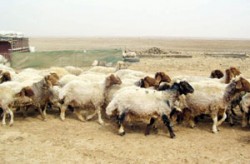 مربو الماشية يعتصمون امام مركز توزيع الأعلاف في الطفيلة