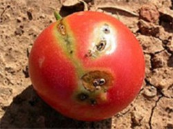 حفارة الطماطم تقضي على آلاف الدونمات وترفع ثمن كيلو البندورة إلى دينار