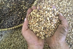الامن الغذائي ترجئ استيراد القهوة لارتفاع اسعارها عالميا