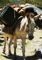 الجمارك تحبط تهريب أجهزة لاب توب مخبأة في بضاعة على حمير