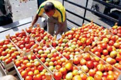 آفة دمرت 75% من محصول البندورة في المناطق الصحراوية والمفرق