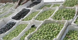 رغم التحذير من ارتفاع أسعاره محليا.. تصدير ألف طن من "الزيتون" لإسرائيل