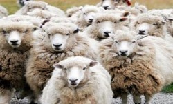 دراسة لبيع الأضاحي للموظفين بالتقسيط من خلال اسواق المؤسستين