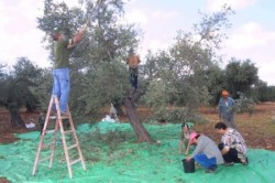 بدء توريد شحنات ثمار الزيتون الأردني إلى "إسرائيل" قريبا