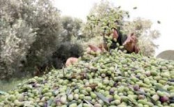 الزيتون الأردني في طريقه لإسرائيل والزراعة ترد: التصدير لا يحتاج لتصاريح